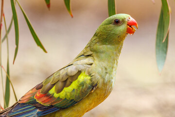 Regent Parrot in Western Australia