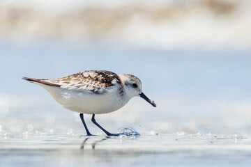 Sanderling Shorebird in Western Australia