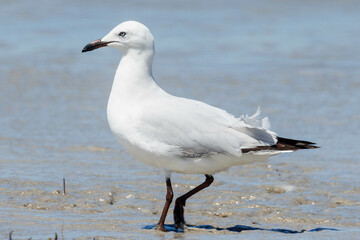 Silver Gull in Western Australia