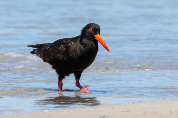 Sooty Oystercatcher in Western Australia