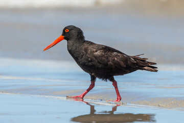 Sooty Oystercatcher in Western Australia