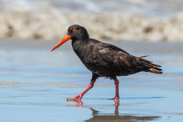 Sooty Oystercatcher in Western Australia