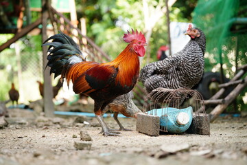 rooster and hen