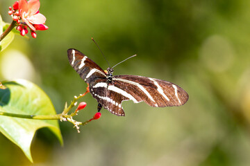 Florida State Butterfly Injured with long black wings with distinctive thin bands characterize the zebra longwing  (Heliconius charitonius) V4.0
