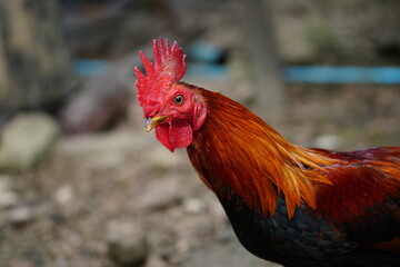 rooster in the farm
