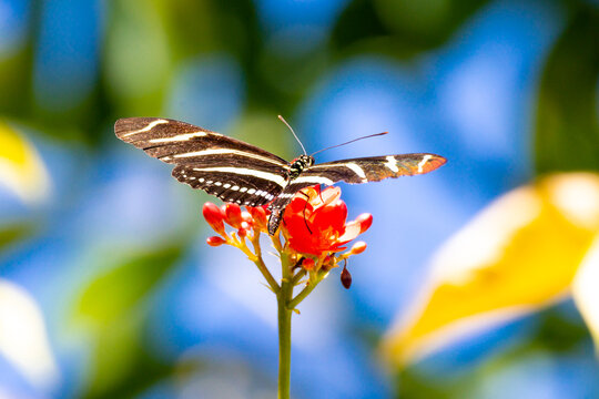 Florida State Butterfly Injured with long black wings with distinctive thin bands characterize the zebra longwing  (Heliconius charitonius)  V1.0