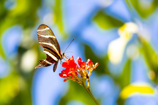 Florida State Butterfly Injured with long black wings with distinctive thin bands characterize the zebra longwing  (Heliconius charitonius)  V2,0