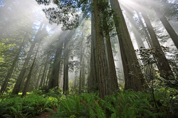 Fototapeta na wymiar Holy forest - Redwood National Park, California