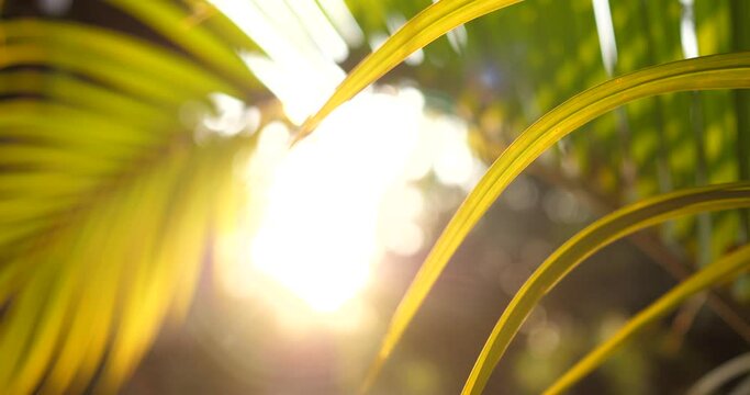 Abstract blur coconut leaf or palm with sunlight, natural background for graphic