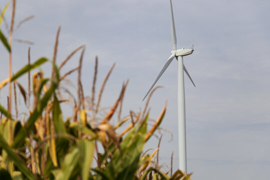 A wind turbine is seen in-focus behind a crop of corn in a rural area on a cloudy day.