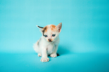 One month old white striped domestic cat is confused in front of a turquoise background, very adorable and cute