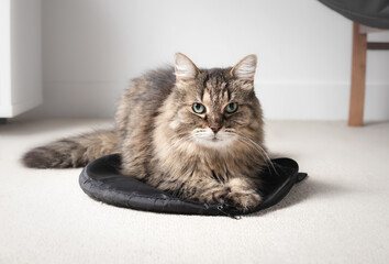 Tabby cat sitting on bag while looking at camera. Cute fluffy cat lying on something on the floor....