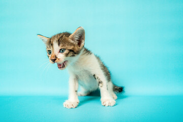 One month old striped black and white kitten stylish in front of a turquoise background, very adorable and cute