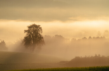 Obraz na płótnie Canvas Single oak tree in a field at sunrise.