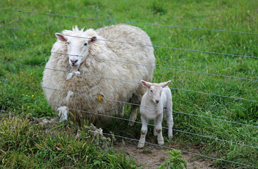 Sheep and her lamb - Centerville, California © jerzy