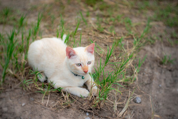 Naklejka na ściany i meble Little cat