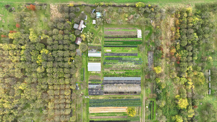Bio farm autumn farming sweet potato harvest cabbage Brassica oleracea capitata Ipomoea batatas...
