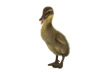 duckling