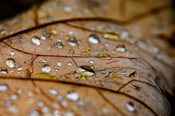 Dew on leaf