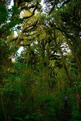 Goblin Forest, New Zealand