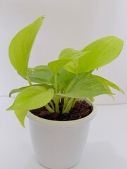 Money Plant Photograph