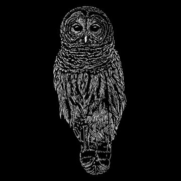 Barred Owl hand drawing. Vector illustration isolated on black background.