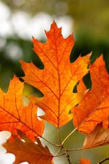 Fototapeta na wymiar Red leaves of Northern red oak (Quercus rubra) in the autumn. Red oak fall foliage close up.