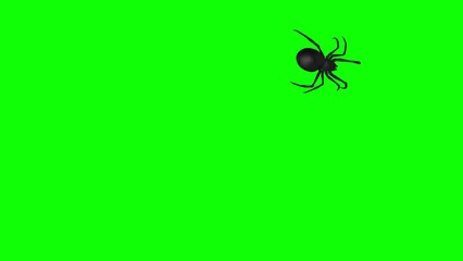 Screen Spider - Black Widow - Crawling Around - Animation Loop - Green Screen