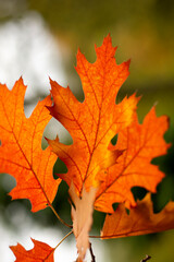 Red leaves of Northern red oak (Quercus rubra) in the autumn. Red oak fall foliage close up.