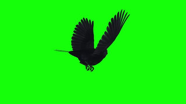 American Crow - Black Bird - Flying Loop - Back Angle View - Green Screen