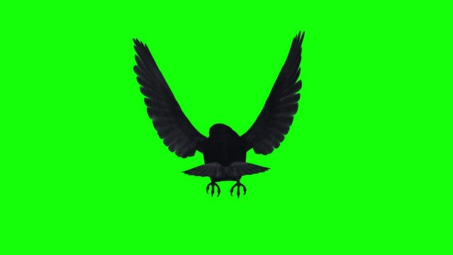 American Crow - Black Bird - Flying Loop - Back View - Green Screen