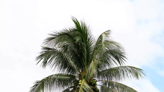 Timelapse coconut palm trees with blue sky and clouds,Nature background Coconut palm trees blow in wind.