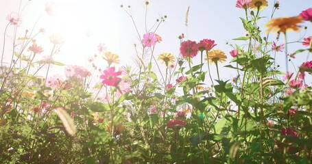 Wild flower in garden - Powered by Adobe