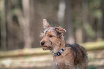 Beautiful thoroughbred Yorkshire terrier on a walk in the spring forest.