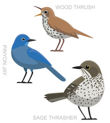 Cute Bird Sage Thrasher Pinyon Jay Wood Thrush Set Cartoon Vector