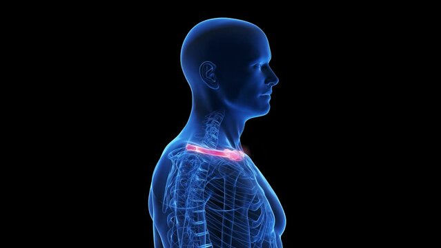 3d rendered medical animation of the clavicle