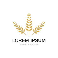 Agriculture wheat vector