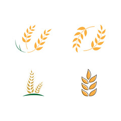 Agriculture wheat vector