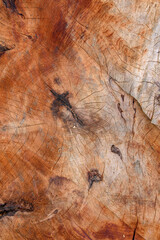 Close up of sawn tree trunk in warm tones