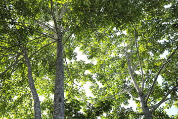 Old trees with green leaves. Many large trees in the tropical forest background have evergreen leaves with sunlight shining through the leaves in the bottom view. selective focus