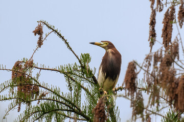 Close-up of a standing pond heron