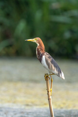 Close-up of a standing pond heron
