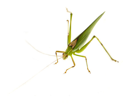 Grasshopper Isolated On White