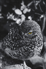 Western Burrowing Owl standing in an enclosure, with spotted white, grey feathers. 