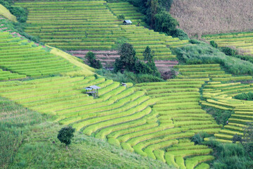 step of field rice in thailand