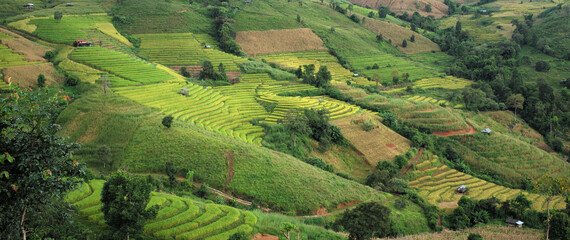 step of field rice in thailand