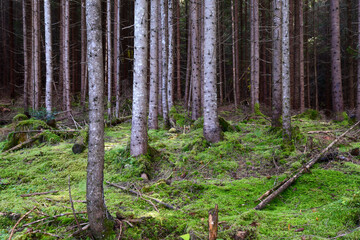 forest in autumn