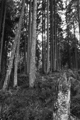 forest in black and white