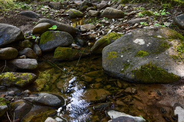 stream in the forest