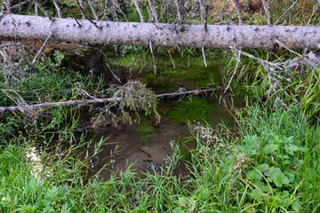 water and tree in the forest